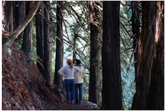 Redwood forest admirers